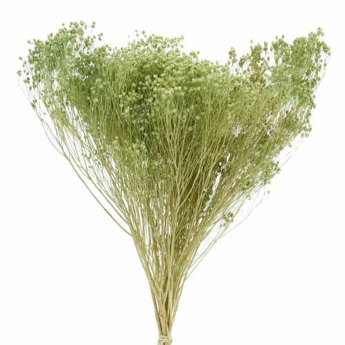 Floristik24 Trockenblumen Broom Bloom Hellgrün 150g