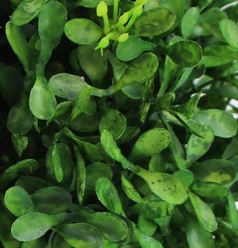 Floristik24 Buchskugel Ø15cm