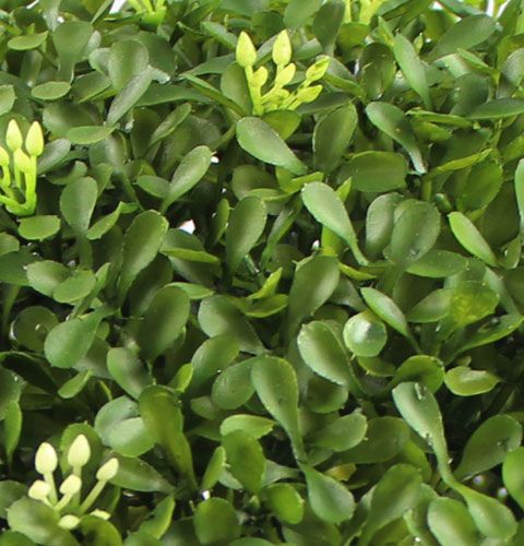 Floristik24 Buchskugel Ø25cm