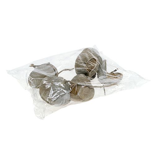 Artikel Buddha Nuts 8-10cm Weiß gewaschen 10 St