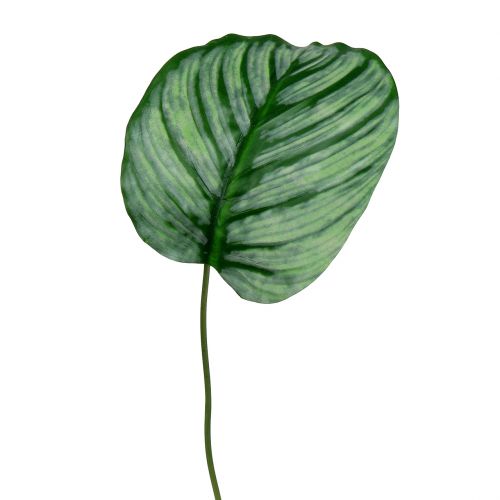 Floristik24 Deko-Blatt, Calathea Blatt 6St