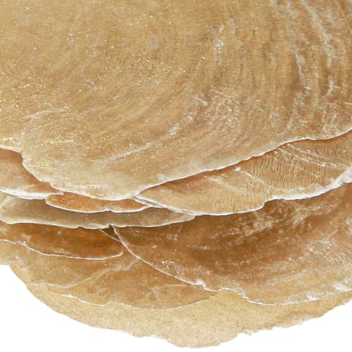 Floristik24 Capiz Scheiben in Natur Gold Muschel Schalen 60 St