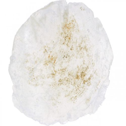 Floristik24 Maritim, Capiz-Muscheln 5–10cm, Perlmutt, Naturartikel 1kg