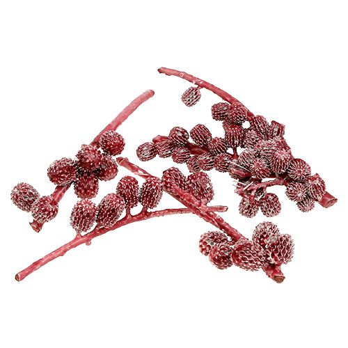 Floristik24 Casurina Zapfen Rot, gewachst 110g