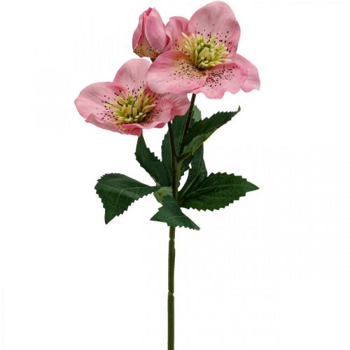 Floristik24 Christrose, Lenzrose, Nieswurz, Kunstpflanzen Rosa L34cm 4St