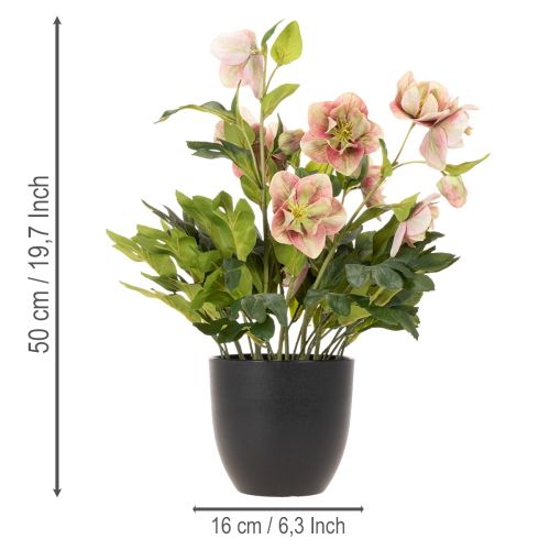 Helleborus künstliche Topfpflanze Christrose 50 cm Rosa-Grün | Floristik24.ch