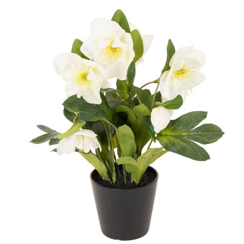 Christrose im schwarzen Topf 34 cm künstlich Weiss