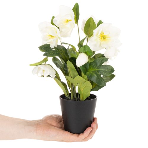 Christrose im schwarzen Topf 34 cm künstlich Weiss | Floristik24.ch