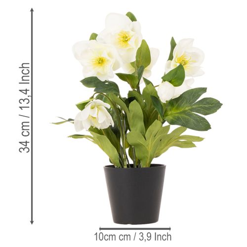 Christrose im schwarzen Topf 34 cm künstlich Weiss | Floristik24.ch