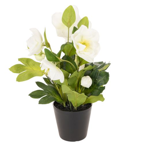 Christrose im schwarzen Topf 34 cm künstlich Weiss | Floristik24.ch