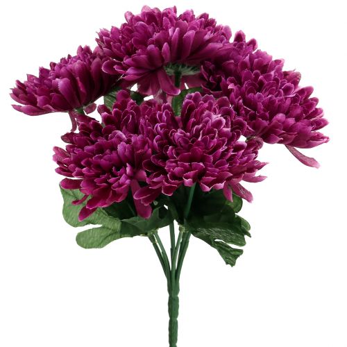 Floristik24 Chrysantheme Aubergine mit 7 Blüten