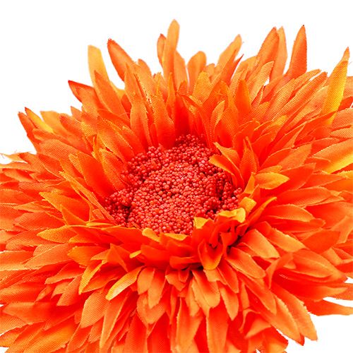 Floristik24 Chrysantheme Teddy 63cm Orange