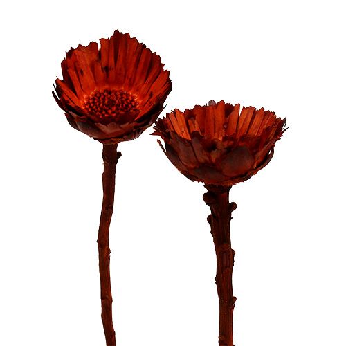 Compacta Rosette orange 40 St