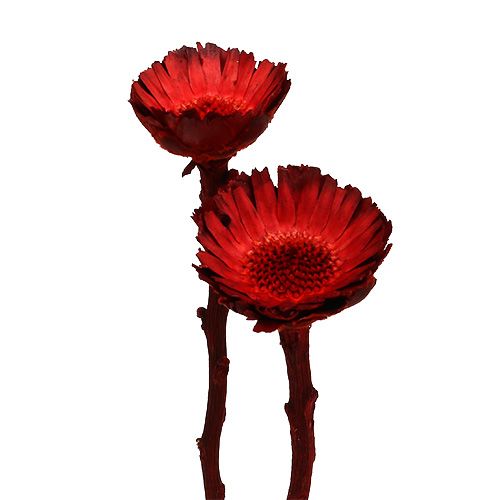 Artikel Compacta Rosette rot 40 St