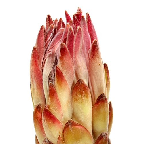 Artikel Compacta Pink 25St