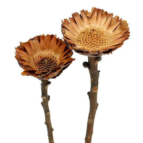 Artikel Compacta Rosette 100St