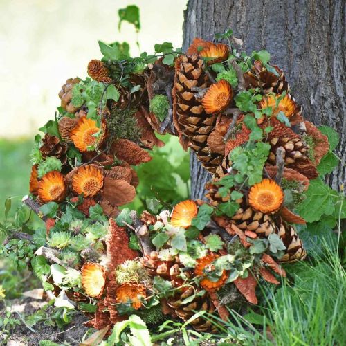 Artikel Compacta Rosette 100St