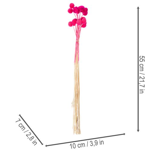 Craspedia Trockenblumenbund 55 cm Pink 20 Stiele für Dekoration | Floristik24.ch