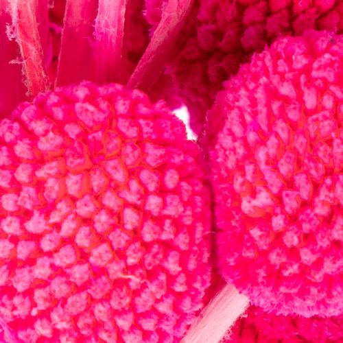 Craspedia Trockenblumenbund 55 cm Pink 20 Stiele für Dekoration | Floristik24.ch