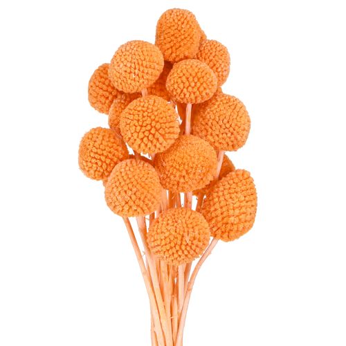 Craspedia gebleicht Trockenblumen Orange Deko 50-55cm 20St