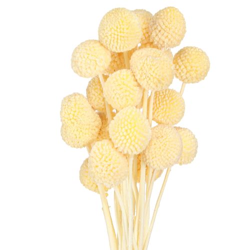 Floristik24 Craspedia Trockenblumen Creme Dekoration 20 Stk 50-55cm