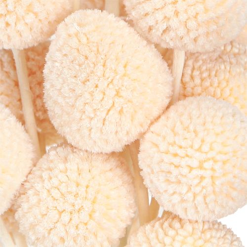 Artikel Craspedia Peach Trockenblumen Trommelstöckchen 20St 50-55cm