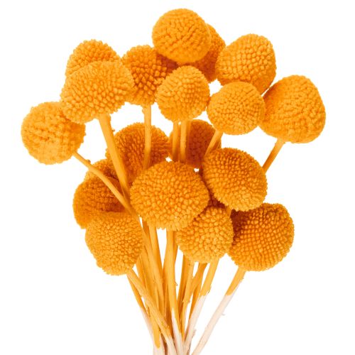 Craspedia Trockenblumenstrauss 55 cm Orange 20 Stück online kaufen | Floristik24.ch