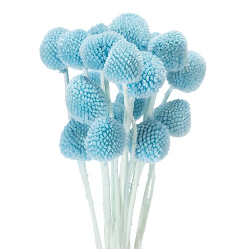 Craspedia Trockenblumen Deko für Vase minimalistischer Stil Haltbare Sommerdeko 55cm 20St