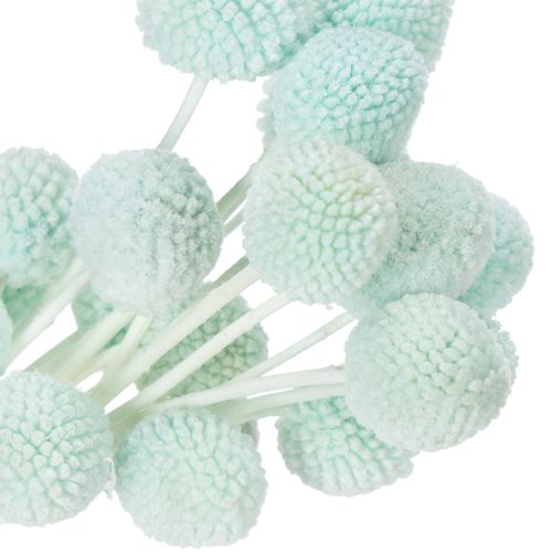Artikel Trockenblumen Craspedia Strauß dekorativ für Wohnzimmer Tischdeko Hochzeit 55cm 20St