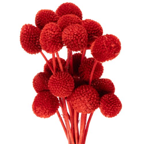 Getrocknete Craspedia in Rot, 55 cm, 20 Stiele online kaufen | Floristik24.ch