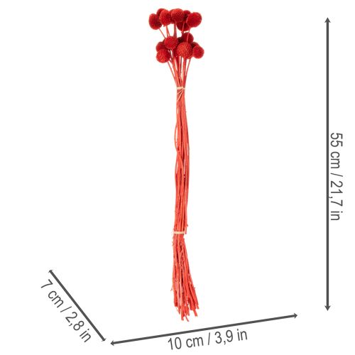 Getrocknete Craspedia in Rot, 55 cm, 20 Stiele | Floristik24.ch
