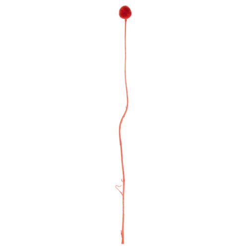 Getrocknete Craspedia in Rot, 55 cm, 20 Stiele | Floristik24.ch