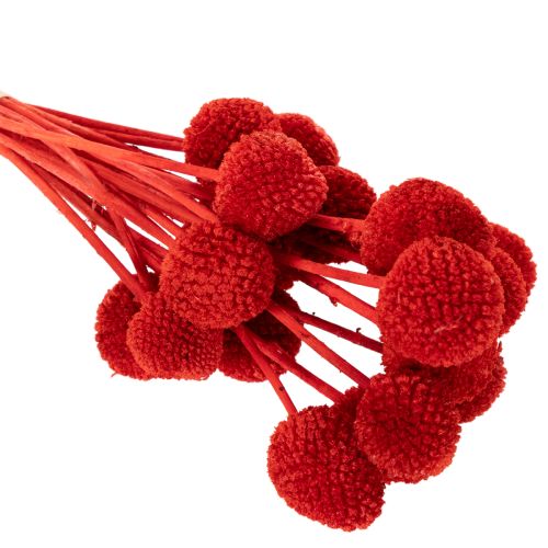 Getrocknete Craspedia in Rot, 55 cm, 20 Stiele | Floristik24.ch