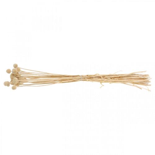 Floristik24 Craspedia getrocknet Creme Trommelstöckchen Trockenfloristik 20St