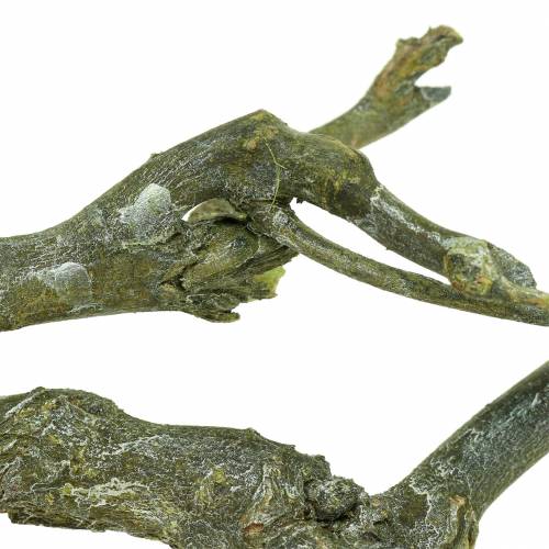 Floristik24 Dekoast Currybusch Grün gewaschen 500g