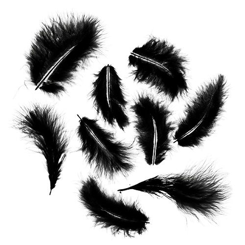 Floristik24 Federn kurz 30g Schwarz