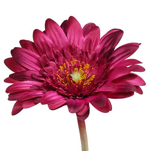 Floristik24 Deko-Gerbera Dunkelpink Ø10cm L53cm 6St