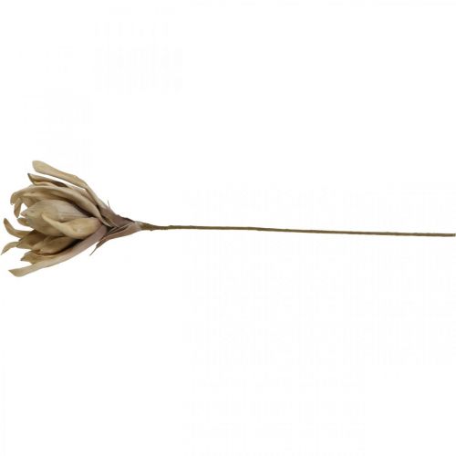 Floristik24 Deko Lotusblüte Künstlich Lotosblume Kunstblume Beige L68cm