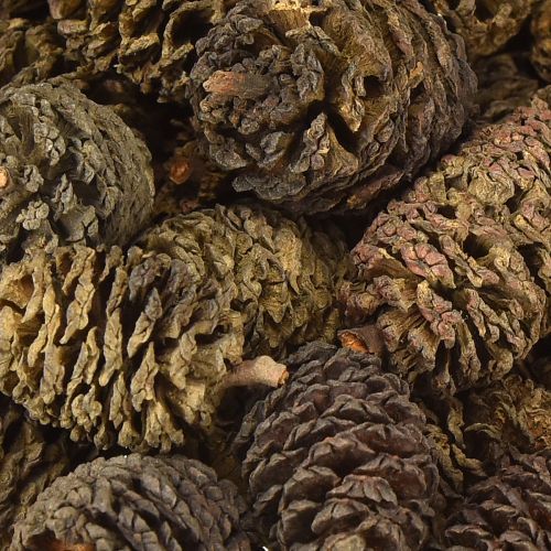 Floristik24 Deko Zapfen Erlenzapfen Natur zum Dekorieren 3-4cm 200g