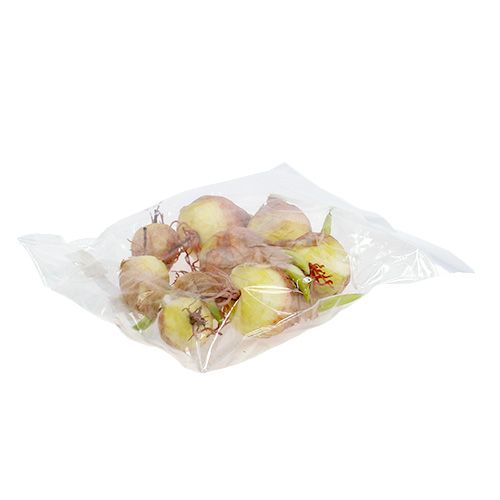 Floristik24 Deko-Zwiebelknolle 7-10cm 9St.