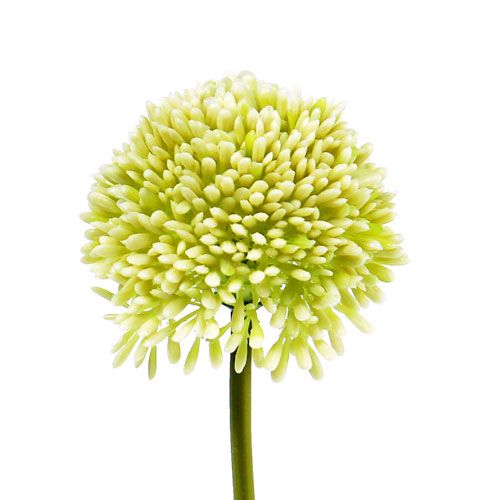 Floristik24 Deko-Allium Creme Ø6,5cm L39cm