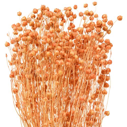 Artikel Deko Flachs Trockenblumen Apricot Natur 80g Boho-Deko