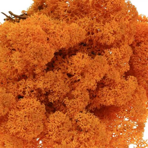 Artikel Deko Moos Orange Echtes Moos zum Basteln Getrocknet, gefärbt 500g