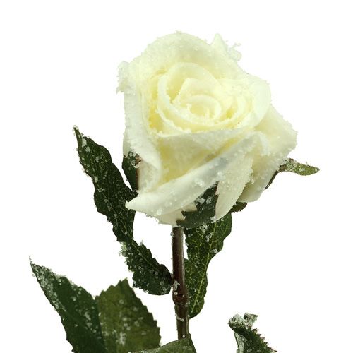 Artikel Deko Rose weiß beschneit Ø6cm 6St