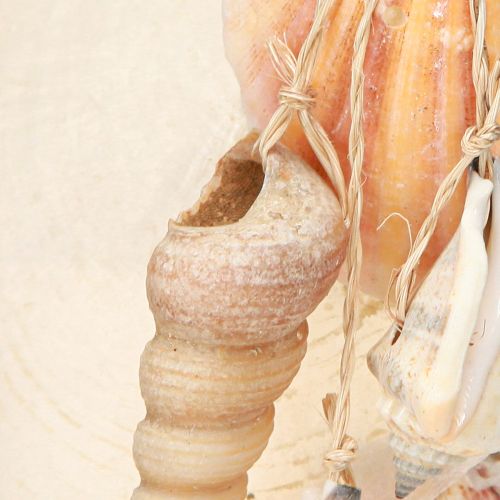 Floristik24 Dekohänger Beach House Blau Capiz Turmschnecke H25cm