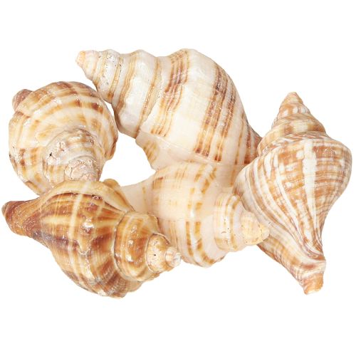 Artikel Muschel Schalen Deko Creme Braun Gestreift 3cm–8cm 300g