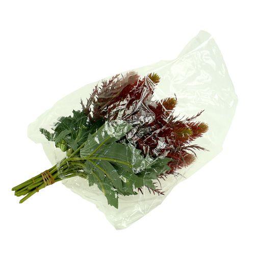 Floristik24 Distel Rot-Grün 20cm 12St