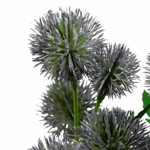 Floristik24 Distel Seidenblume Blau 56cm 3St