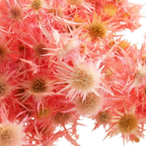 Artikel Distel getrocknet Dekozweig Altrosa Trockenblumen 100g