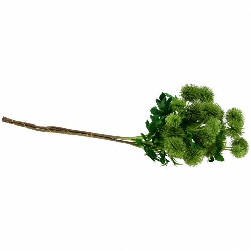 Floristik24 Distel Seidenblume Grün 56cm 3St